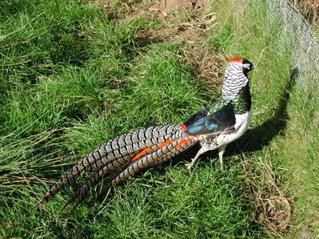 Lady Amherst's pheasant