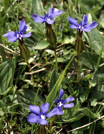 Gentiana verna